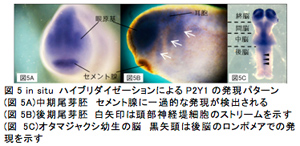 図5 in situ ハイブリダイゼーションによるP2Y1の発現パターン(図5A)中期尾芽胚　セメント腺に一過的な発現が検出される(図5B)後期尾芽胚 白矢印は頭部神経堤細胞のストリームを示す(図5C)オタマジャクシ幼生の脳　黒矢頭は後脳のロンポメアでの発現を示す
