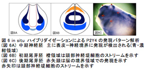 図6 in situ ハイブリダイゼーションによるP2Y4の発現パターン解析(図6A) 中期神経胚　主に表皮−神経境界に発現が検出される(青・濃紺領域)(図6B) 初期尾芽胚 橙領域は頭部神経堤細胞のストリームを示す(図6C) 後期尾芽胚 赤矢頭は脳の境界領域での発現を示す赤矢印は頭部神経堤細胞のストリームを示す