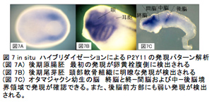 図7 in situ ハイブリダイゼーションによるP2Y11の発現パターン解析(図7A) 後期原腸胚　最初の発現が卵黄栓腹側に検出される(図7B) 後期尾芽胚 頭部軟骨組織に明瞭な発現が検出される(図7C) オタマジャクシ幼生の脳　終脳と終−間脳および中−後脳境界領域で発現が確認できる。また、後脳前方部にも弱い発現が検出される。