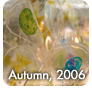 Autumn, 2006