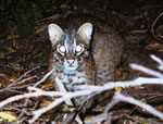 The ecological system of Iriomote Island from the perspective of the wild ca