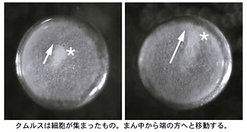 クムルスは細胞が集まったもの。まん中から端の方へと移動する。