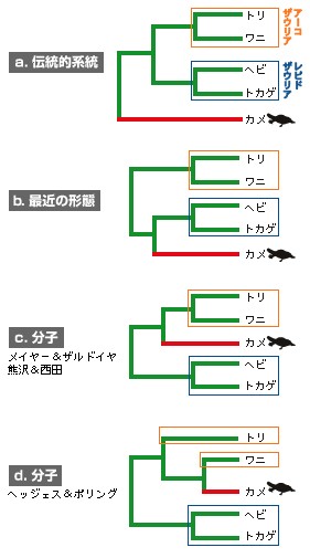 カメの系統的位置と爬虫類の進化 Jt生命誌研究館