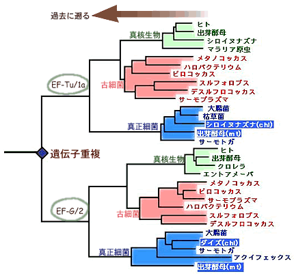 生物最古の枝分かれ 問題点と重複遺伝子による解決 Jt生命誌研究館