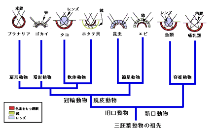 節 無 を 動物 ミミズ な という の 何 よう セキツイ 足 で ない もの に 動物 が