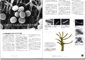 生命誌31号