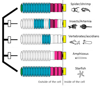 Fig. 1.  A “domain-loss” model to explain the diversification of classical cadherin structure.