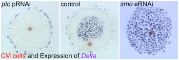 Fig. 3.  Embryonic RNA interference for Hedgehog signaling pathway components results in severe defects in early embryonic patterning.