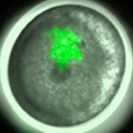 Fig. 4.  Cell clone labeling by microinjection of FITC-dextran into single blastomeres in early spider embryos.