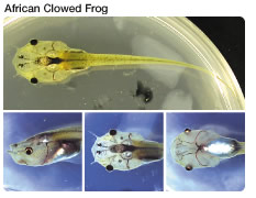 South African Clowed Frog