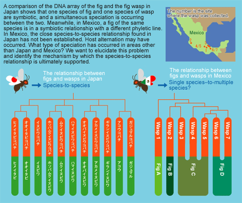 Does the symbiotic relationship between insects and plants differ by area?