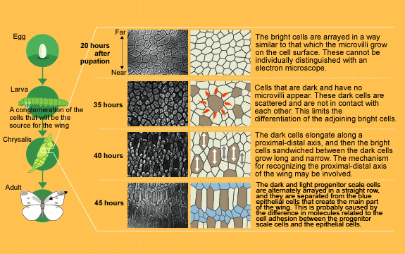 The wing’s cell arrangement pattern