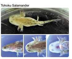 Tohoku Salamander