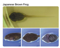 Japanese Brown Frog