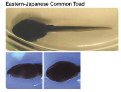 Eastern-Japanese Common Toad