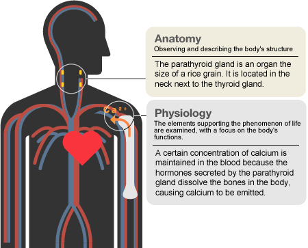 Anatomy:Observing and describing the body's structure/The parathyroid gland is an organ the size of a rice grain. It is located in the neck next to the thyroid gland.  Physiology:The elements supporting the phenomenon of life are examined, with a focus on the body's functions./A certain concentration of calcium is maintained in the blood because the hormones secreted by the parathyroid gland dissolve the bones in the body, causing calcium to be emitted.