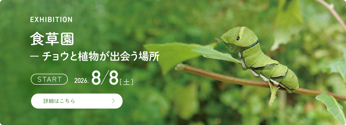 EXHIBITION：食草園ーチョウと食草が出会う場所ー