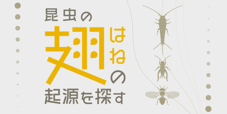 虫の会(拡張版) 第五回「昆虫の翅の起源を探す」 講演者：大出 高弘（京都大学農学研究科）