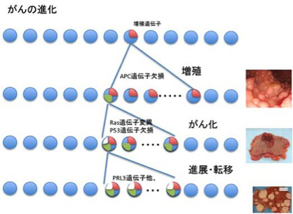 がんのゲノム Jt生命誌研究館