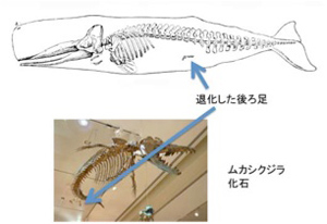 失う進化 Jt生命誌研究館