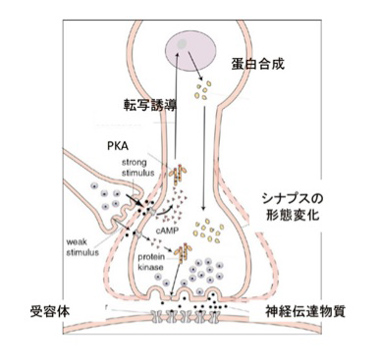 神経記憶III | JT生命誌研究館