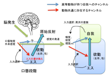 フロイトの意識と自己 Jt生命誌研究館