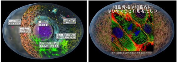 映像作品（約17分）の中では細胞内小器官のたらきについては「つくる・こわす・たもつ・まとめる」を切り口に語っている。また顕微鏡でとらえた複雑な細胞動画像を見ることができる。細胞内の細胞骨格の様子　提供：加藤薫（国立研究開発法人　産業技術総合研究所）