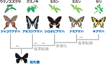 チョウの物語を読み解く W食草園 館内展示 展示 Jt生命誌研究館