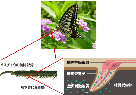 チョウの物語を読み解く W食草園 館内展示 展示 Jt生命誌研究館 チョウの物語を読み解く W食草園 館内展示 展示 Jt生命誌研究館