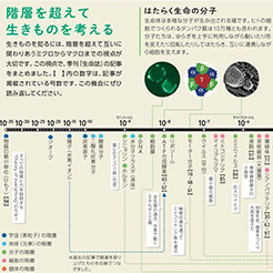 階層を超えて生きものを考える