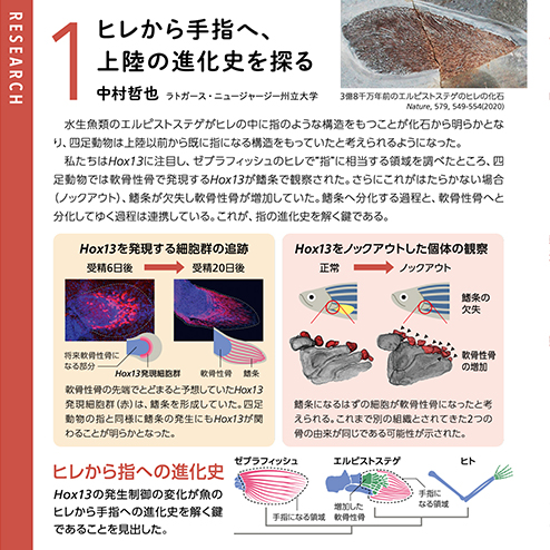 ヒレから指へ、上陸の進化史を探る 中村哲也 ラトガース・ニュージャージー州立大学