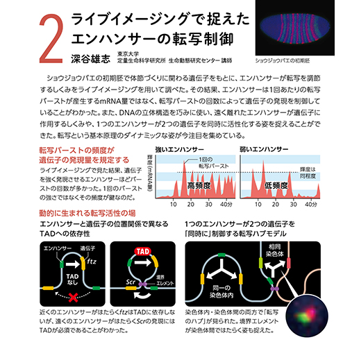 ライブイメージングで捉えたエンハンサーの転写制御 深谷雄志 東京大学