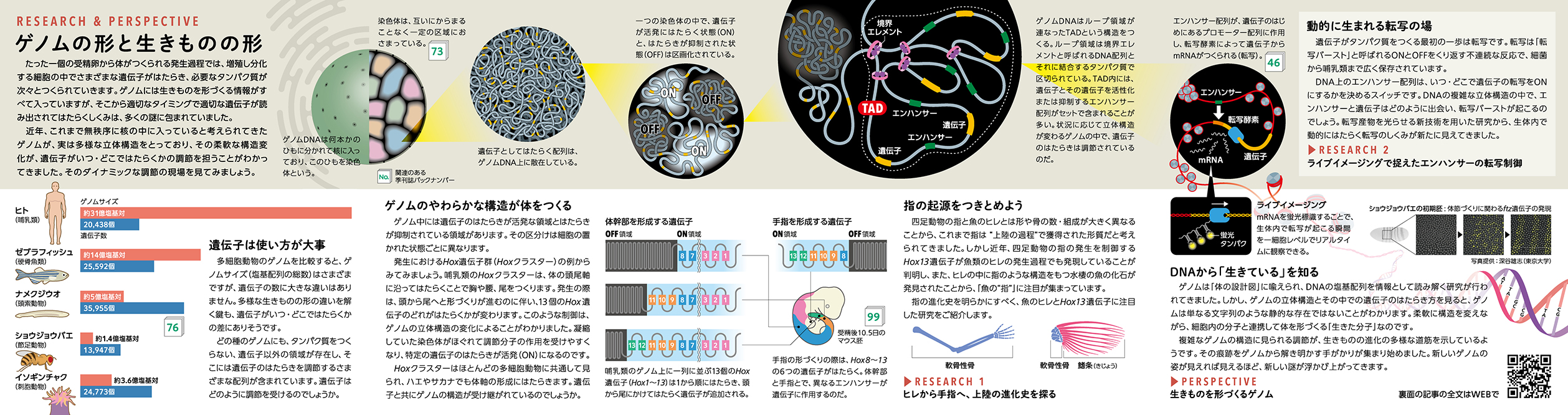 ゲノムの形と生きものの形