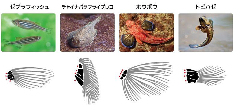 ヒレから指へ 上陸の進化史を探る 季刊 生命誌 103号 Jt生命誌研究館 Jt生命誌研究館