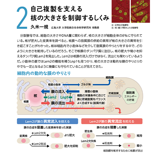 ライブイメージングで捉えたエンハンサーの転写制御 深谷雄志 東京大学