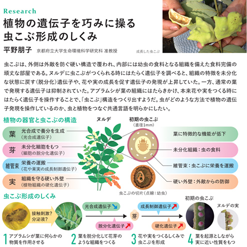 植物の遺伝子を巧みに操る　虫こぶ形成のしくみ　平野朋子 京都府立大学