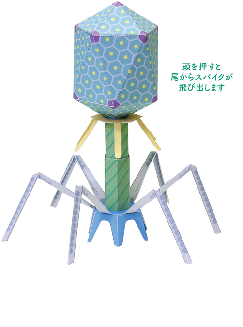 バクテリオファージT4