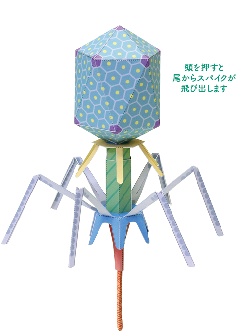 バクテリオファージT4