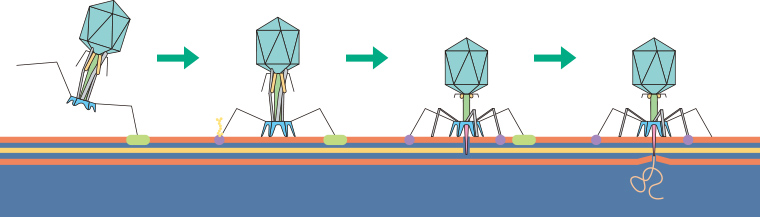 ファージの大腸菌への感染イメージ