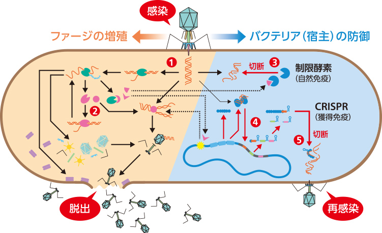 感染した大腸菌の中イメージ