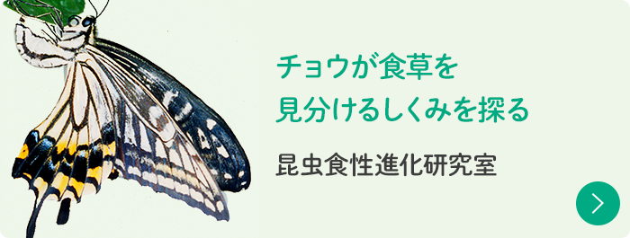 チョウが食草を見分けるしくみを探る 昆虫食性進化研究室