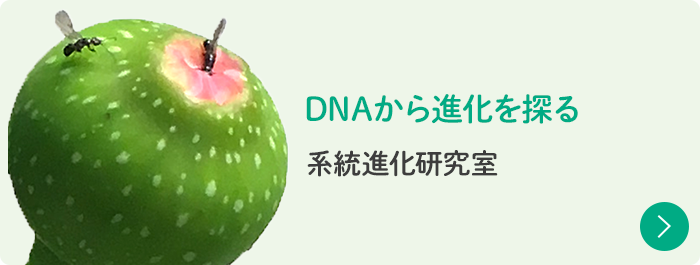 DNAから進化を探る 系統進化研究室