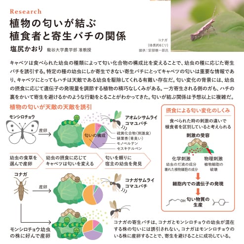 昼と夜を分けた鱗翅目昆虫の進化　河原章人 フロリダ大学