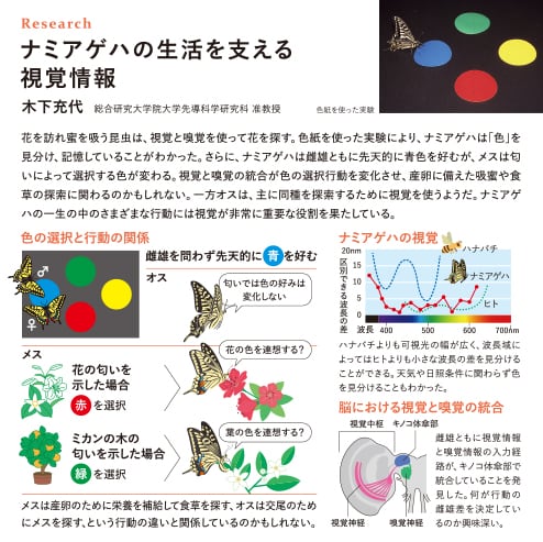 植物の遺伝子を巧みに操る　虫こぶ形成のしくみ　平野朋子 京都府立大学