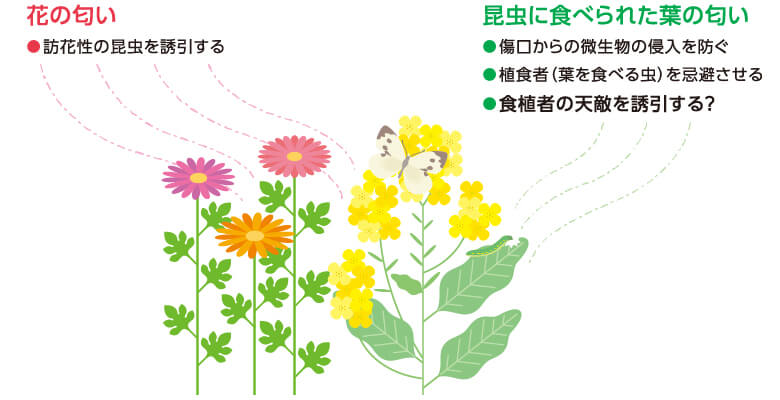 Research 植物の匂いが結ぶ植食者と寄生バチの関係 Jt生命誌研究館