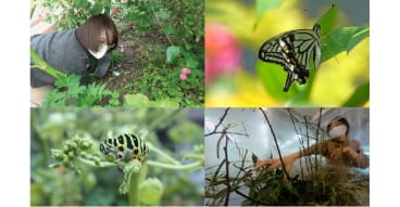 「食草園が誘う昆虫と植物のかけひきの妙」の記録映画に関する画像