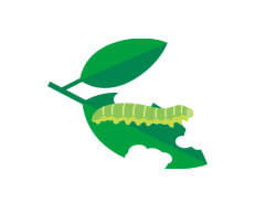 チョウと植物の画像