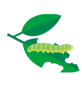 チョウと植物の画像
