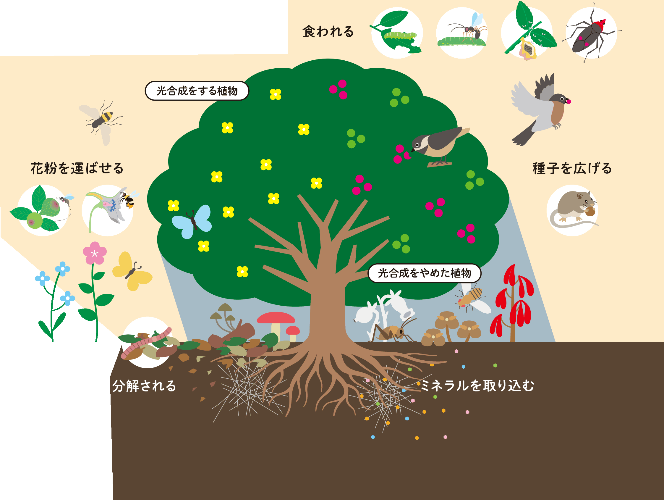 植物から見た様々な共生関係の画像①