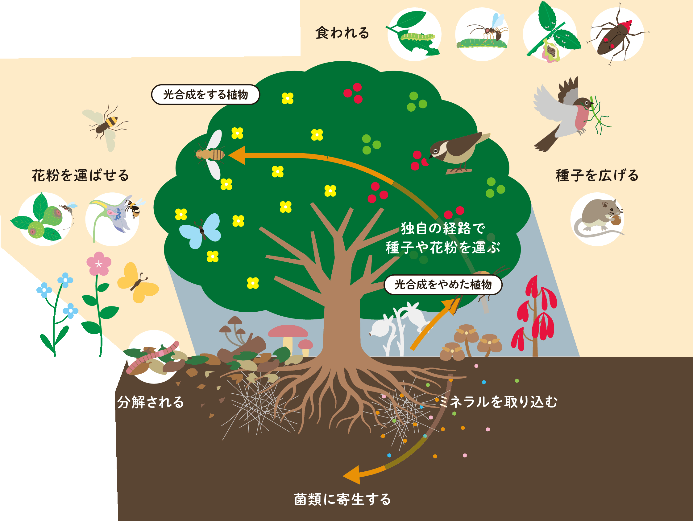 植物から見た様々な共生関係の画像②